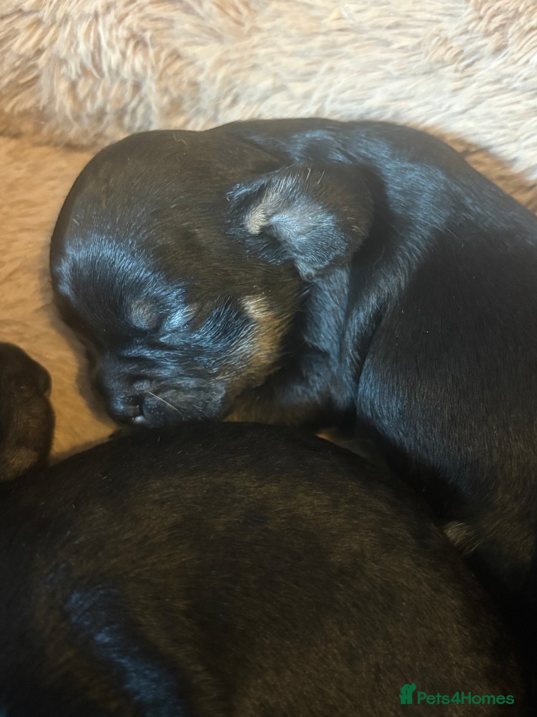 Mixed Breed dogs for sale: Beautiful Baby boy Daug puppy’s-  - Image 5