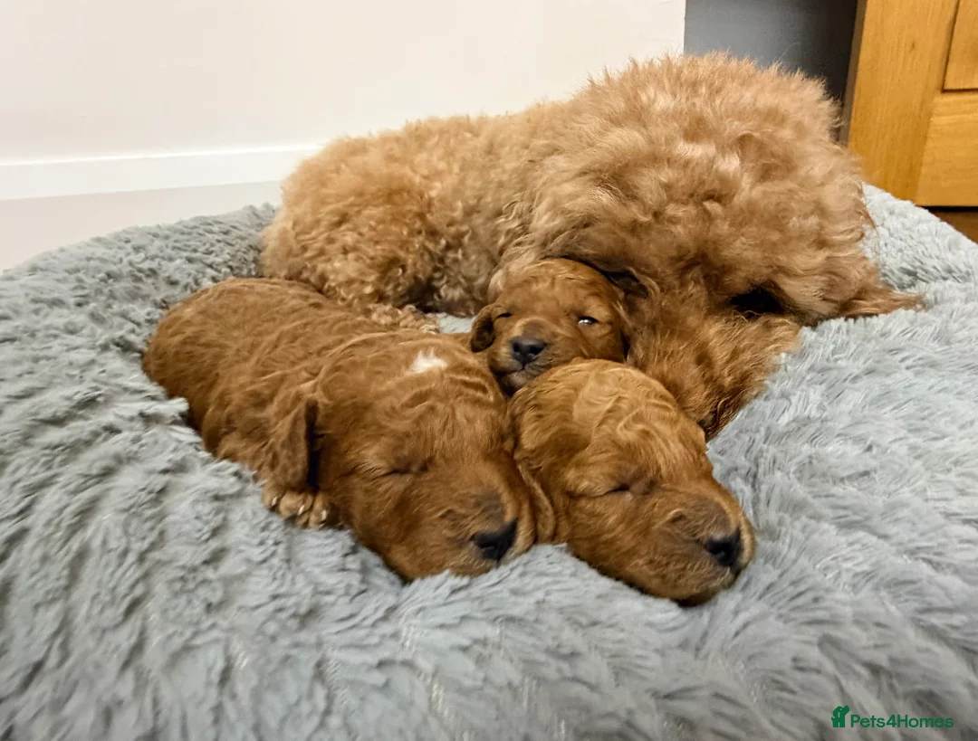 Toy Poodle dogs for sale: Toy poodles  in Dungannon - Advert 6