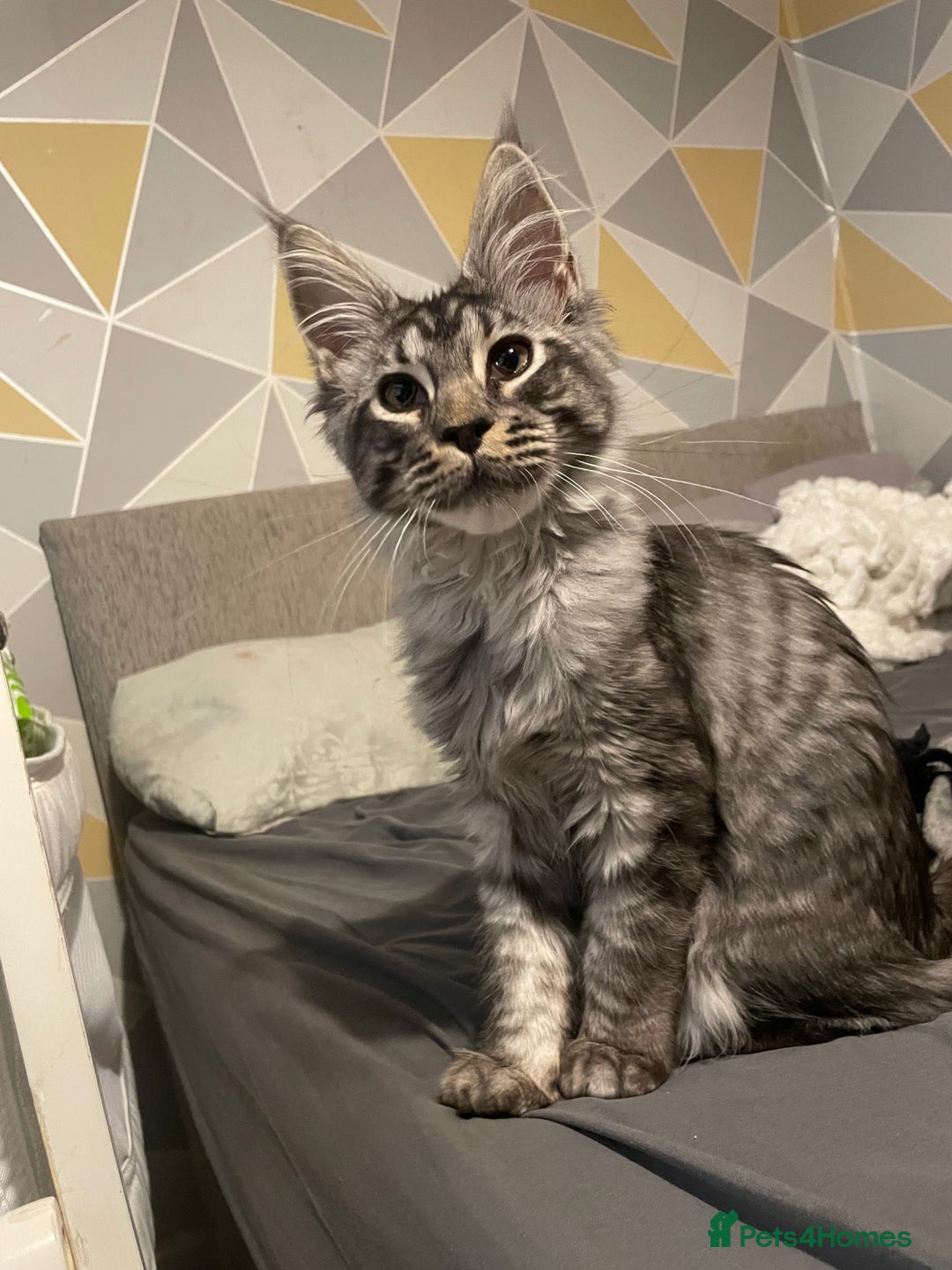 Maine Coon cats for sale: Male Mainecoon - Image 6