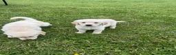 Goldador dogs for sale: GORGEOUS GOLDADOR’S - Advert 15
