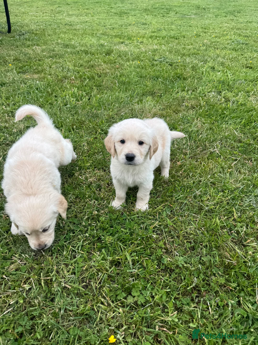 Goldador dogs for sale: GORGEOUS GOLDADOR’S - Advert 15
