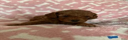 Cockapoo dogs for sale: 🐶Beautiful Cockapoo Puppies❤️ - Advert 13