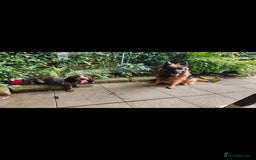 German Shepherd dogs for sale: German Sheppherd - Image 3