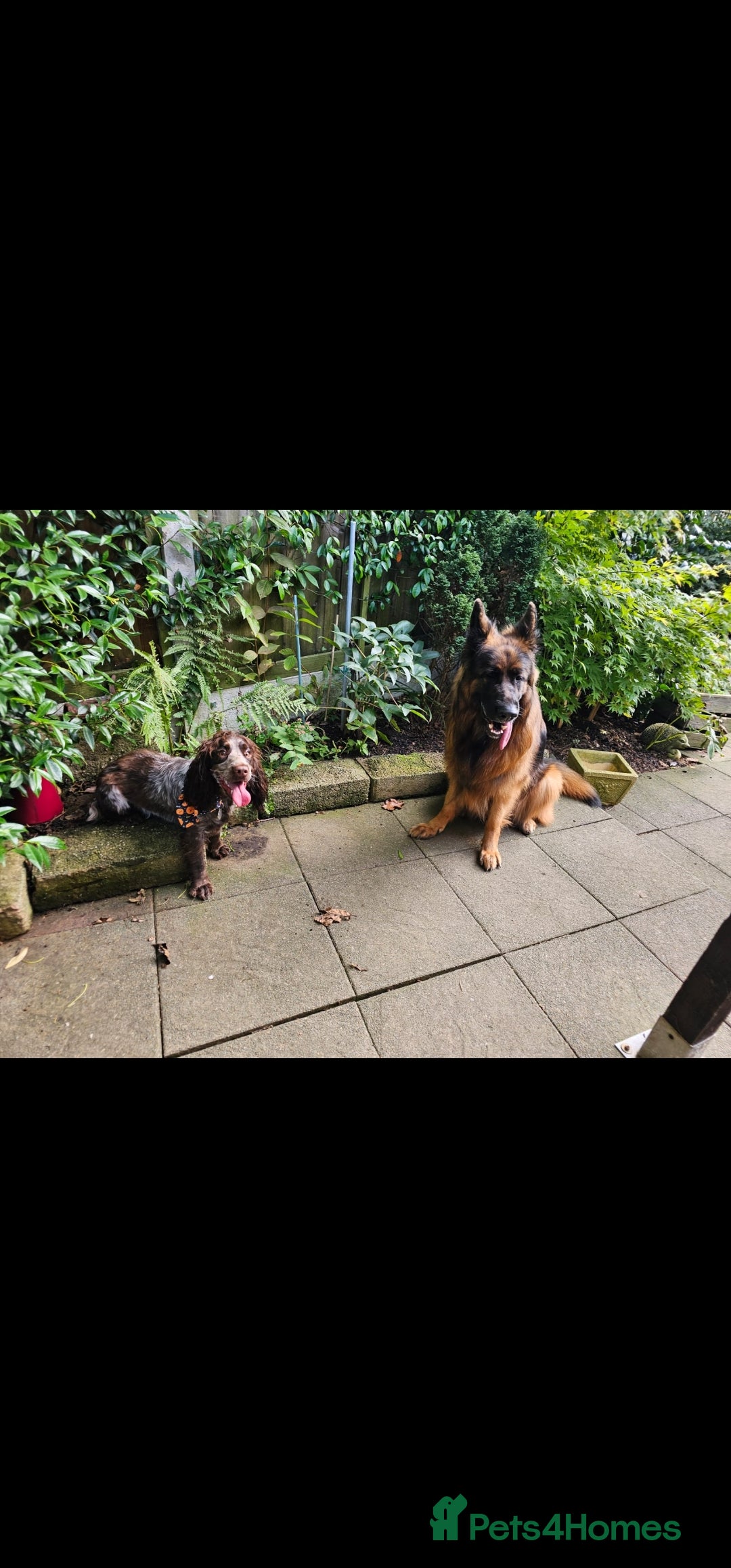 German Shepherd dogs for sale: German Sheppherd - Image 3