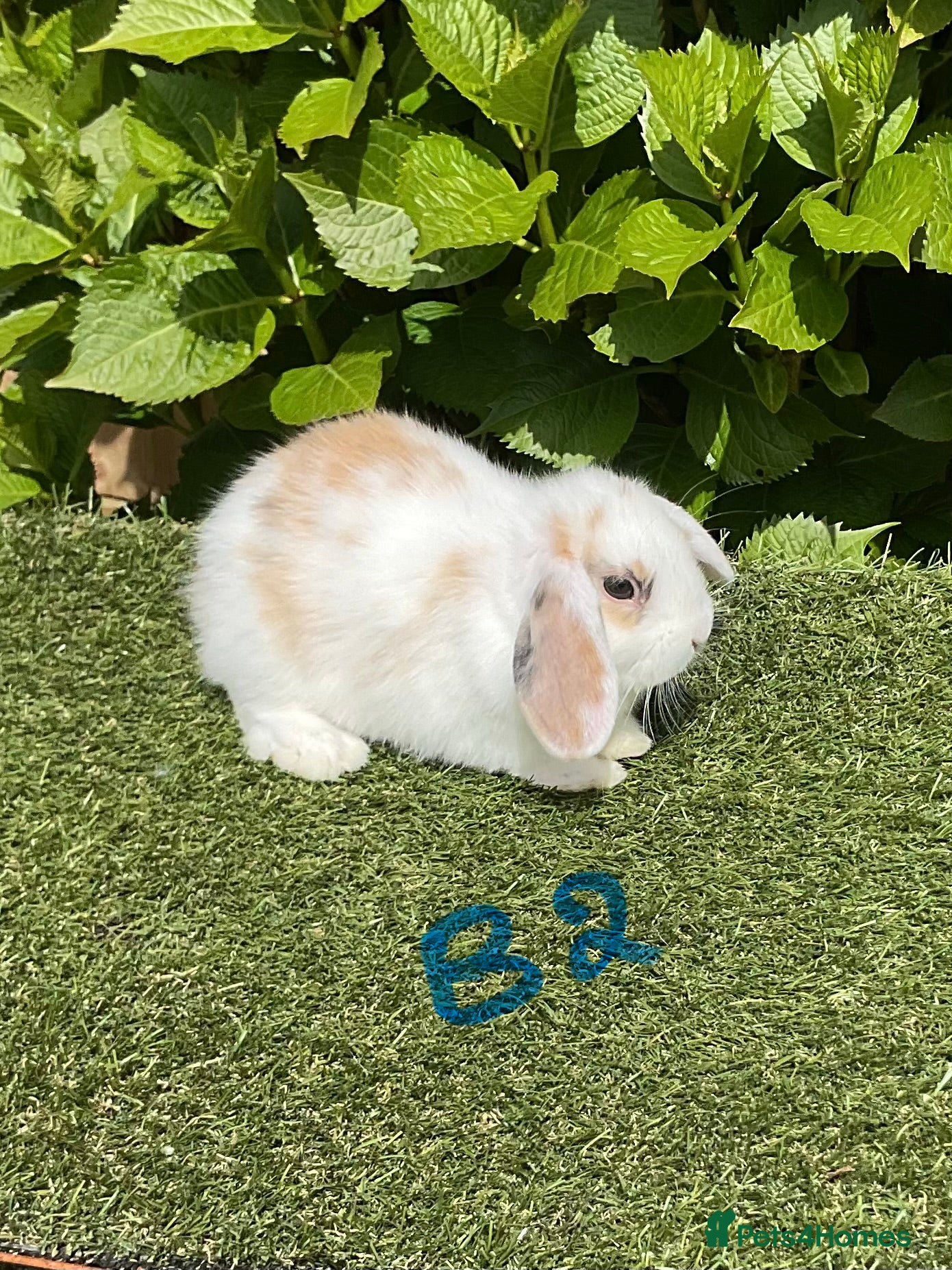 Mini Lop rabbits Pure bred mini lops baby rabbits  - Advert 1
