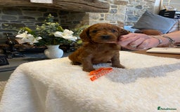 Irish Doodle dogs for sale: Stunning litter of mini Irish Doodles - Image 6