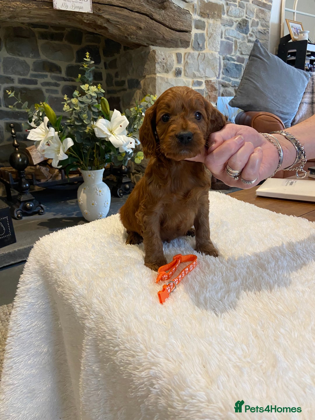 Irish Doodle dogs for sale: Stunning litter of mini Irish Doodles - Image 6