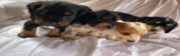 Cocker Spaniel dogs for sale: Blue&Lemon Roan Show Type English cocker puppies  - Advert 13