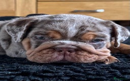 English Bulldog dogs for sale: Amazing litter of English bulldogs - Image 12