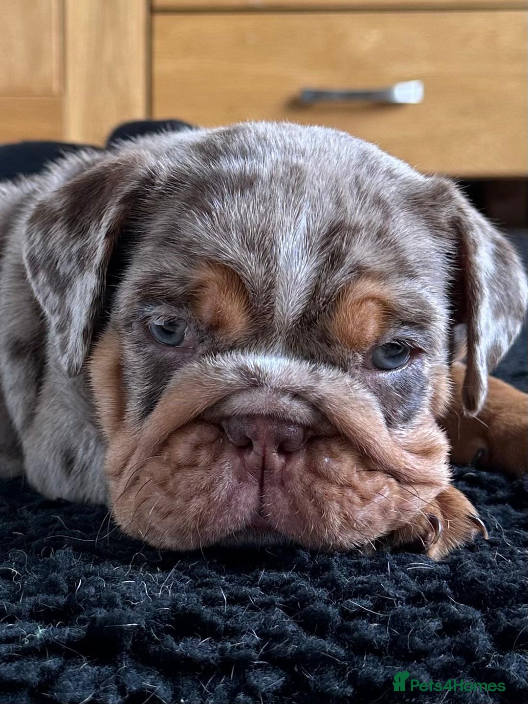 English Bulldog dogs for sale: Amazing litter of English bulldogs - Image 12