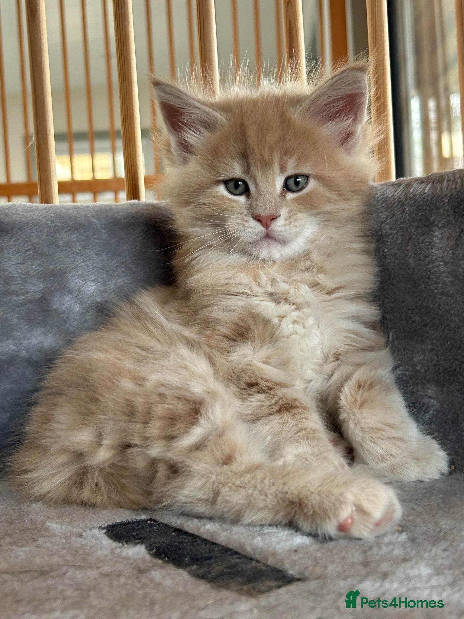 Maine Coon cats First kittens of GCCF Maine coon Champ for sale  - Advert 1