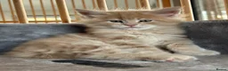 Maine Coon cats for sale: First kittens of GCCF Maine coon Champ for sale  - Advert 7