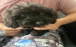 Maltipoo dogs for sale: Beautiful Maltipoo Girl  - Image 4