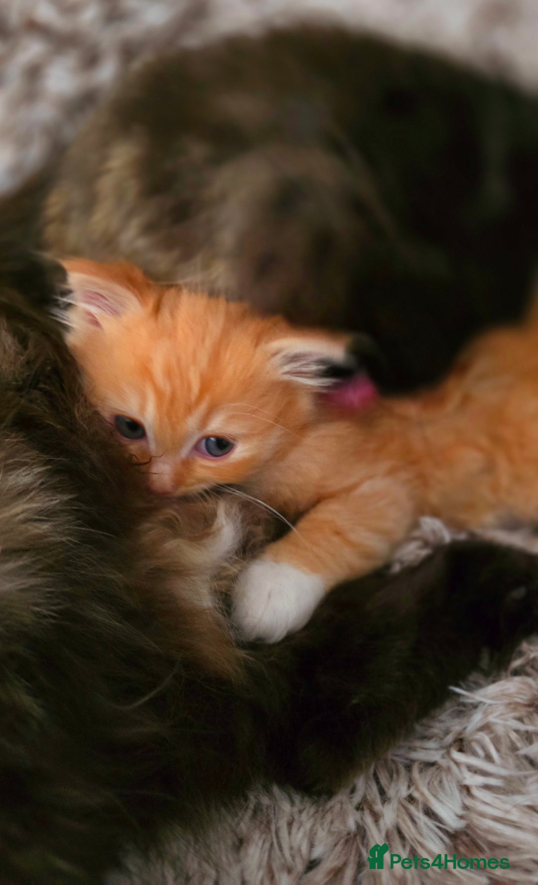 Mixed Breed cats for sale: Red Ginger fluffy kitten boy mix Ragdoll Siberian  - Image 7