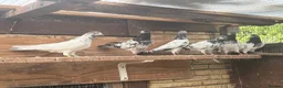 Pigeons birds for sale: Pakistani high flyers for sale  - Advert 7