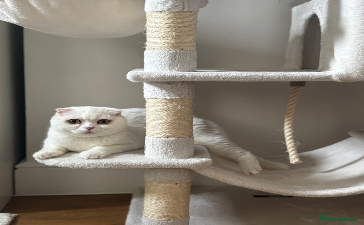 Scottish Fold cats - Advert 1