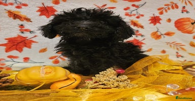 Cockapoo dogs - Advert 4