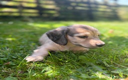 Miniature Dachshund dogs for sale: 🐾Miniature Longhaired Dachshund puppies.KC reg🐾  - Image 14