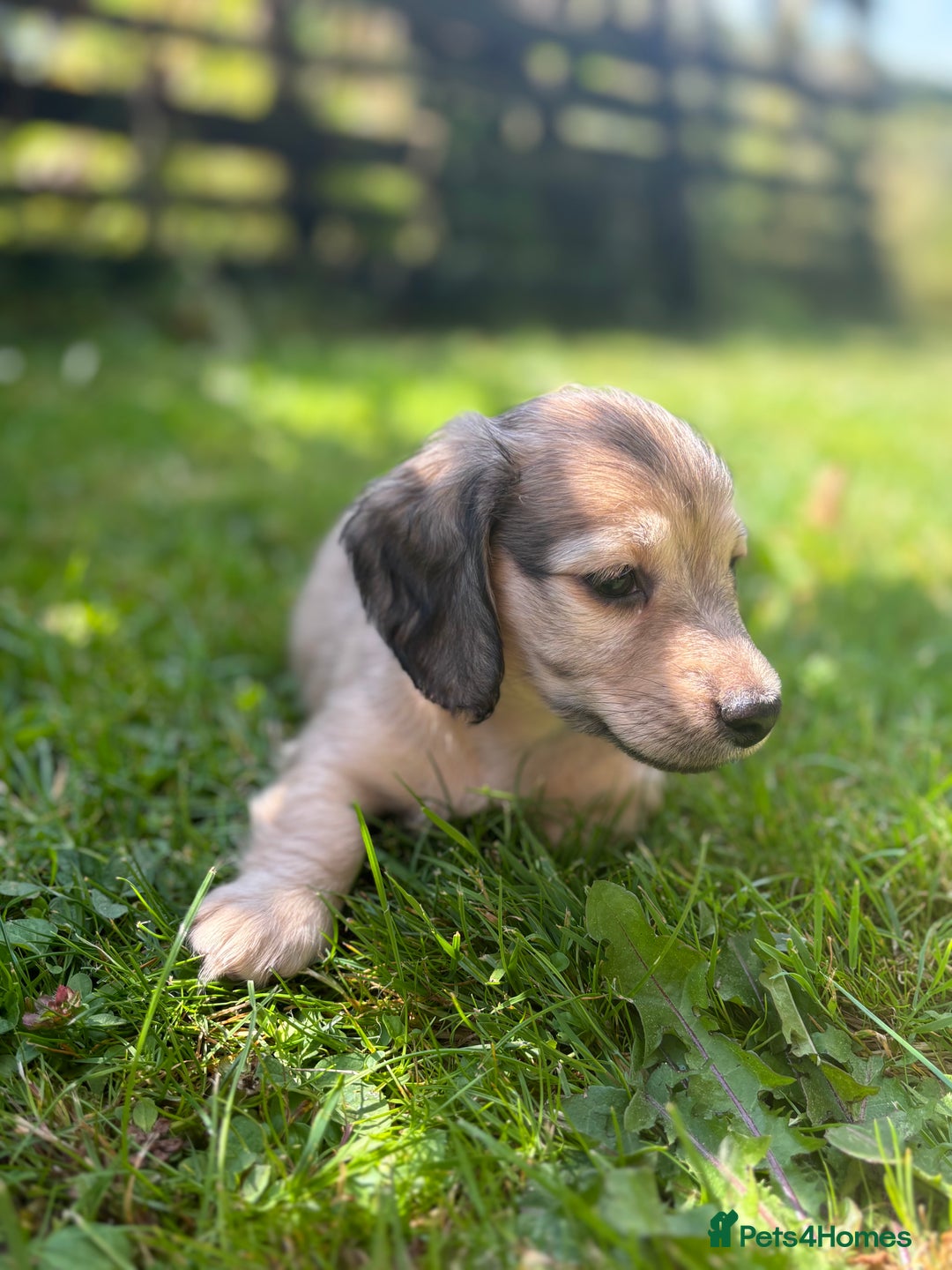 Miniature Dachshund dogs for sale: 🐾Miniature Longhaired Dachshund puppies.KC reg🐾  - Image 14