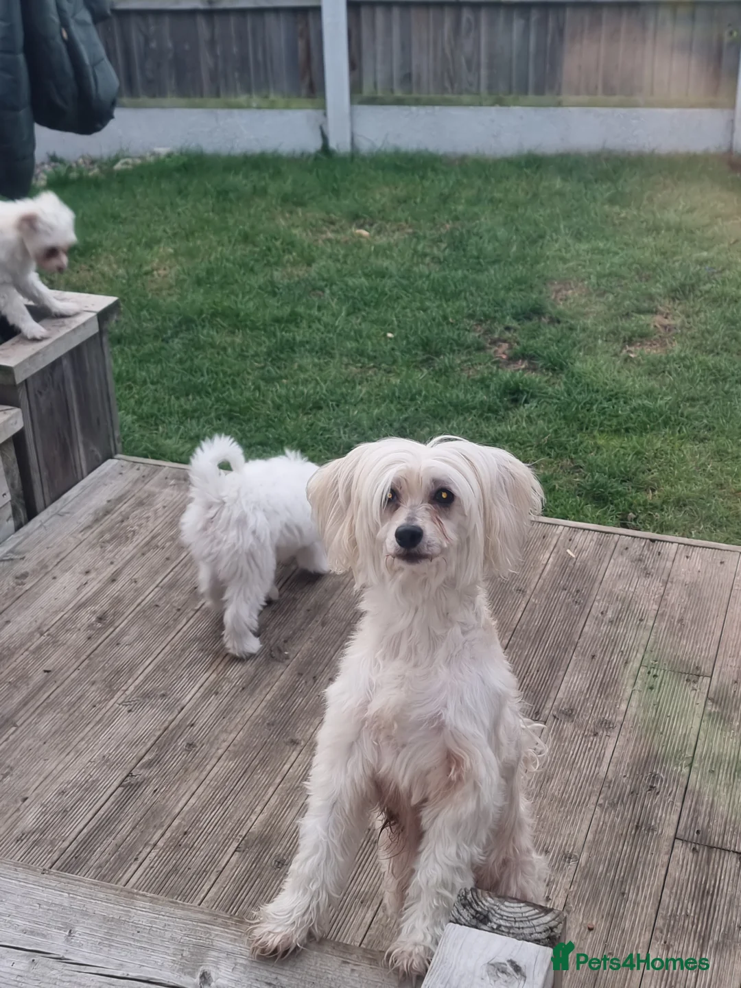 Chinese Crested dogs for sale: Chinease crested powder puff  - Advert 20