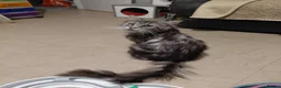 Mixed Breed cats for sale: 3/4maine coon x sphynx - Advert 7