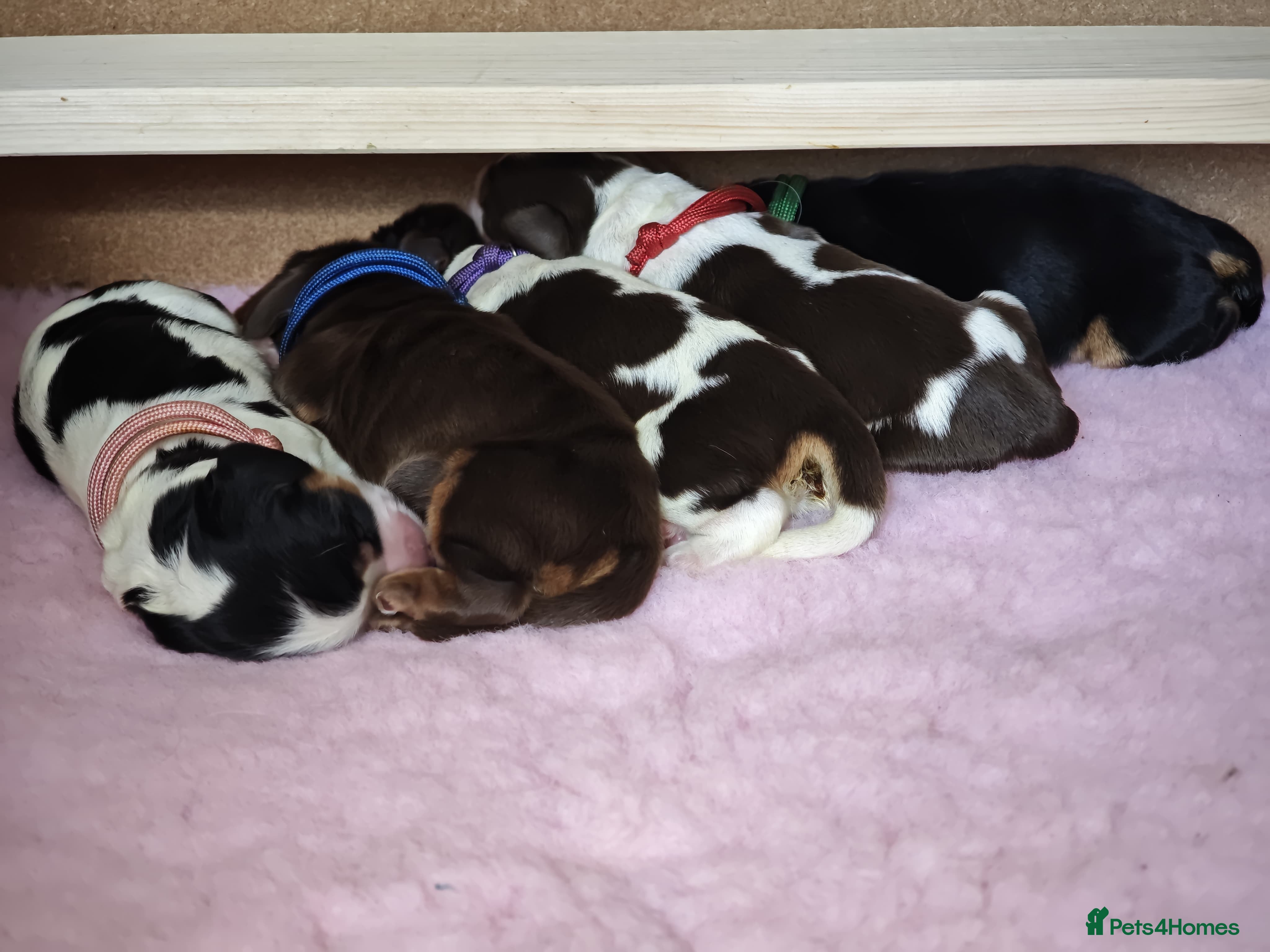 Cocker Spaniel dogs ❤️ Beautiful KC Registered Show Cocker Spaniels ❤️ - Advert 4
