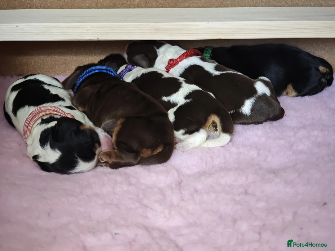 Cocker Spaniel dogs for sale: ❤️ Beautiful KC Registered Show Cocker Spaniels ❤️ - Advert 1