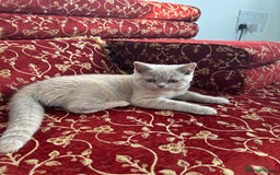 British Shorthair cats for sale: Unique lilac british shorthair  - Image 6