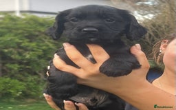 Cocker Spaniel dogs for sale: Beautiful show cocker GIRLs - Image 14