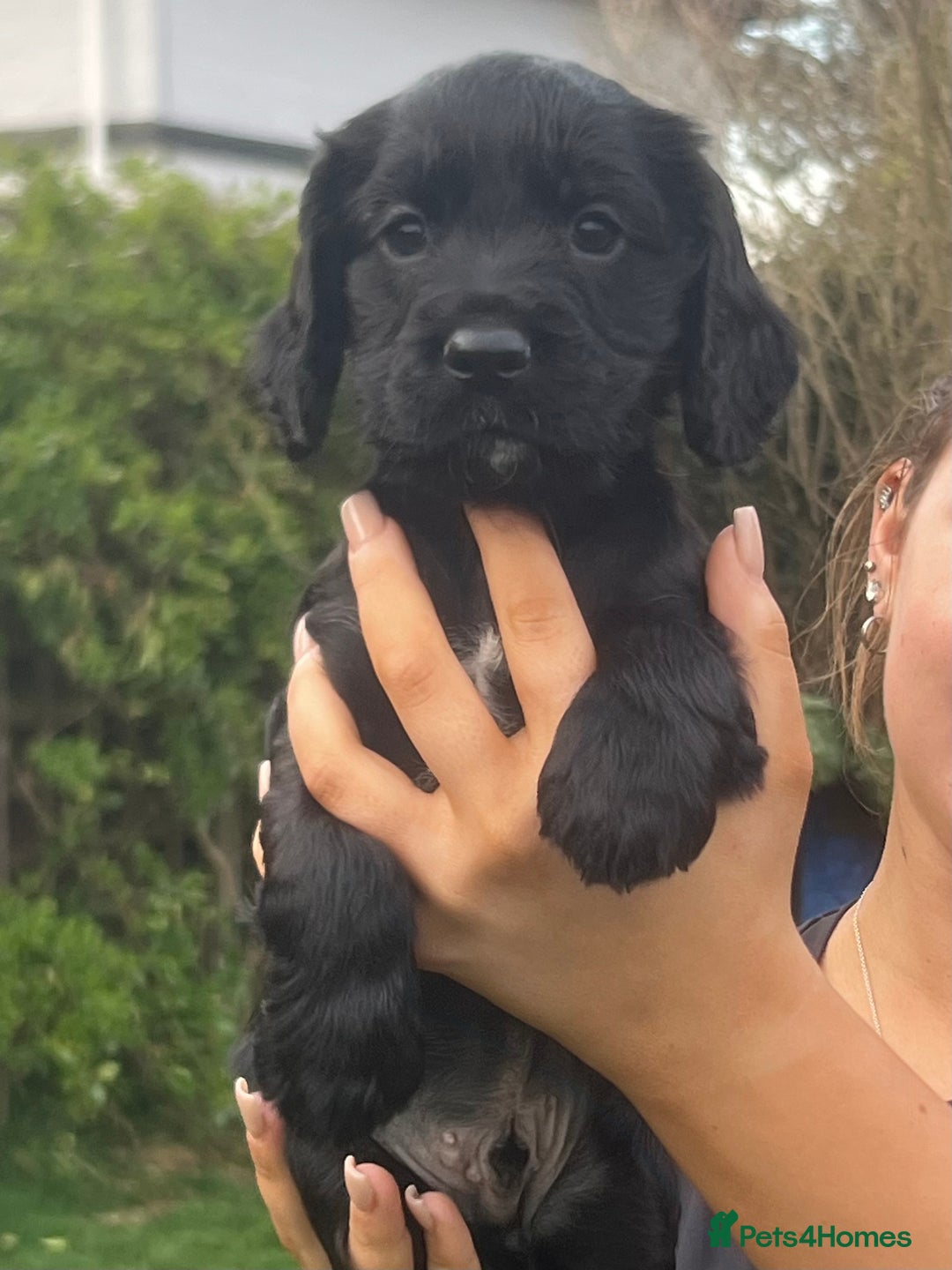 Cocker Spaniel dogs for sale: Beautiful show cocker GIRLs - Image 14