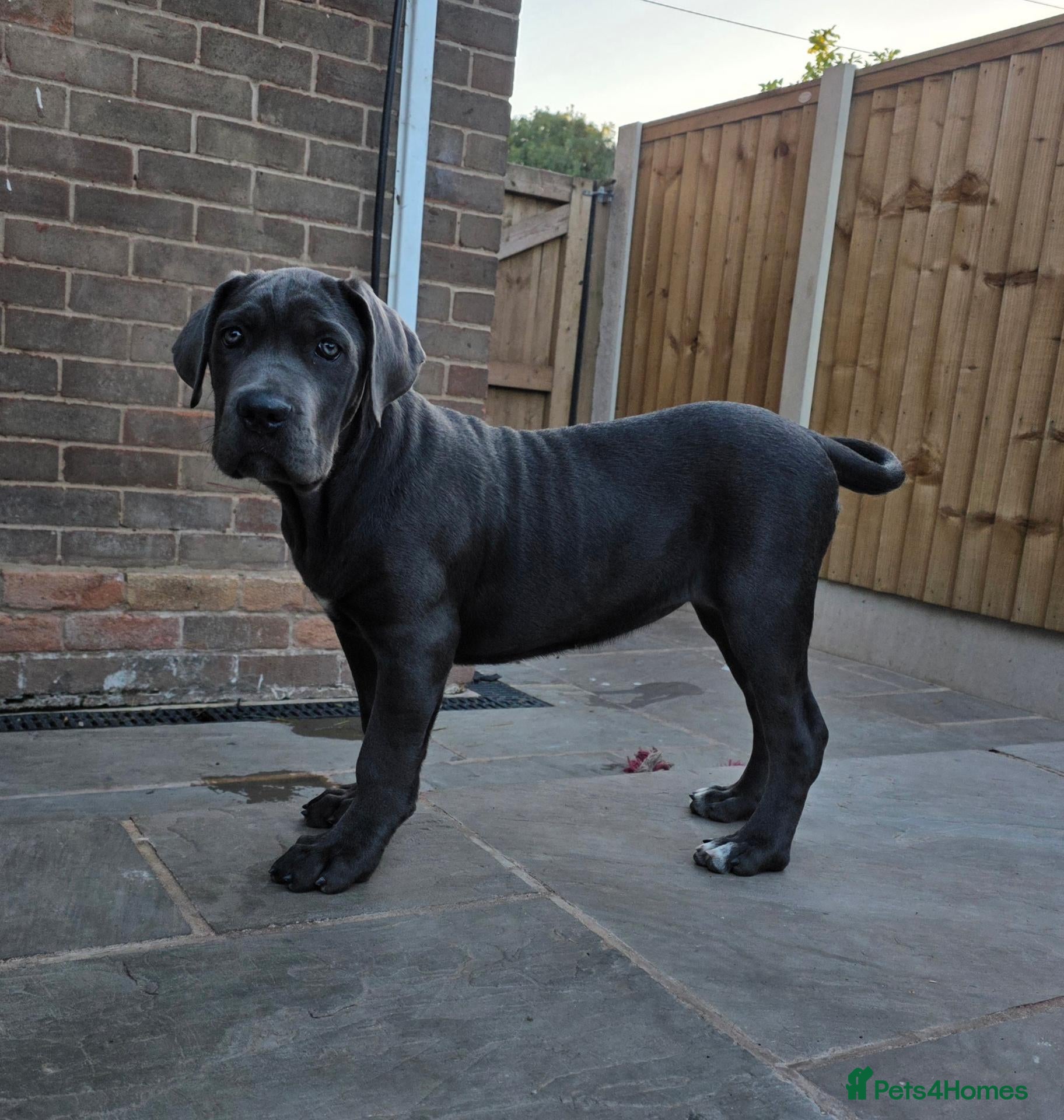 Cane Corso dogs X-Man Bloodline, Pedigree Cane Corso Puppies - Advert 1