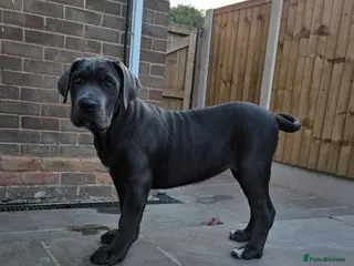 Cane Corso dogs X-Man Bloodline, Pedigree Cane Corso Puppies - Advert 1