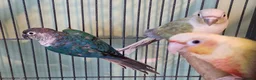 Conures birds for sale: 2 pairs of conures  - Advert 2