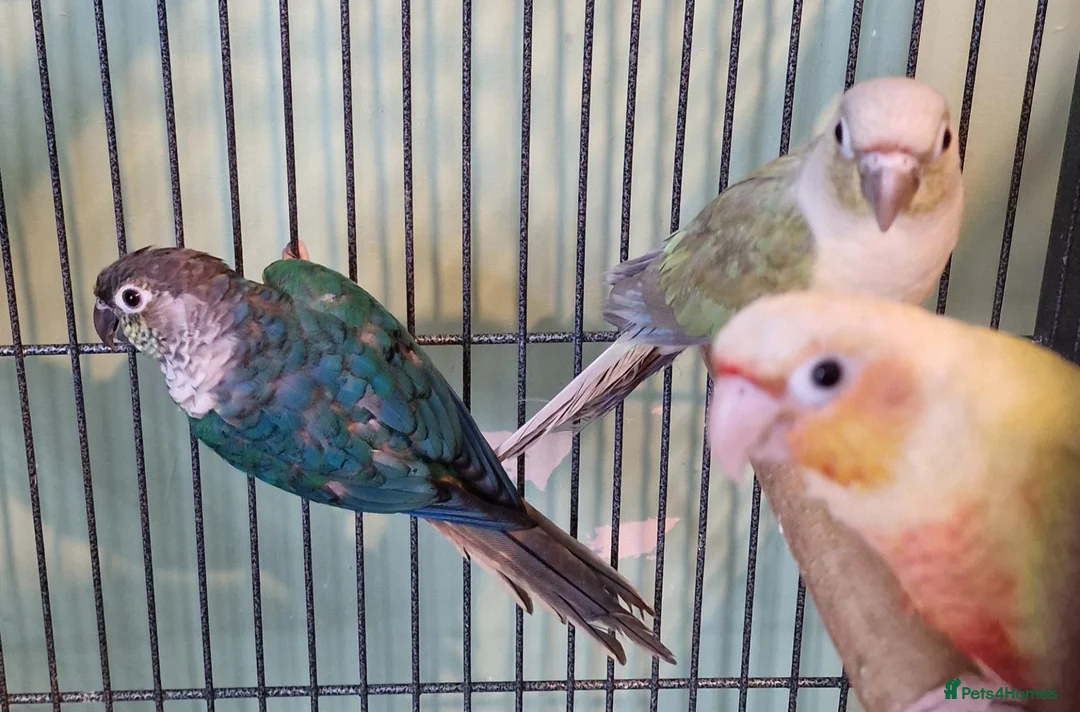 Conures birds for sale: 2 pairs of conures  - Advert 2