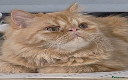 Persian cats for sale: Ginger Red Male Persian Kitten for Loving Home in London - Image 1