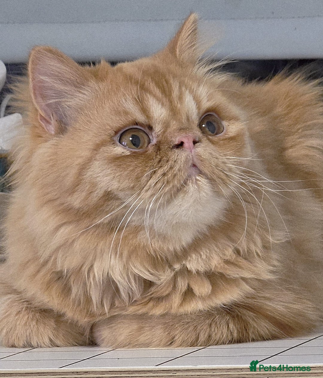 Persian cats for sale: Ginger Red Male Persian Kitten for Loving Home in London - Image 1