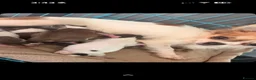 Chihuahua dogs for sale: A beautiful litter of 5 🩷🩵 - Advert 1