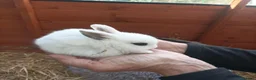 Mixed Breed rabbits for sale: 8  beautiful baby rabbits for sale in Blackburn - Advert 2
