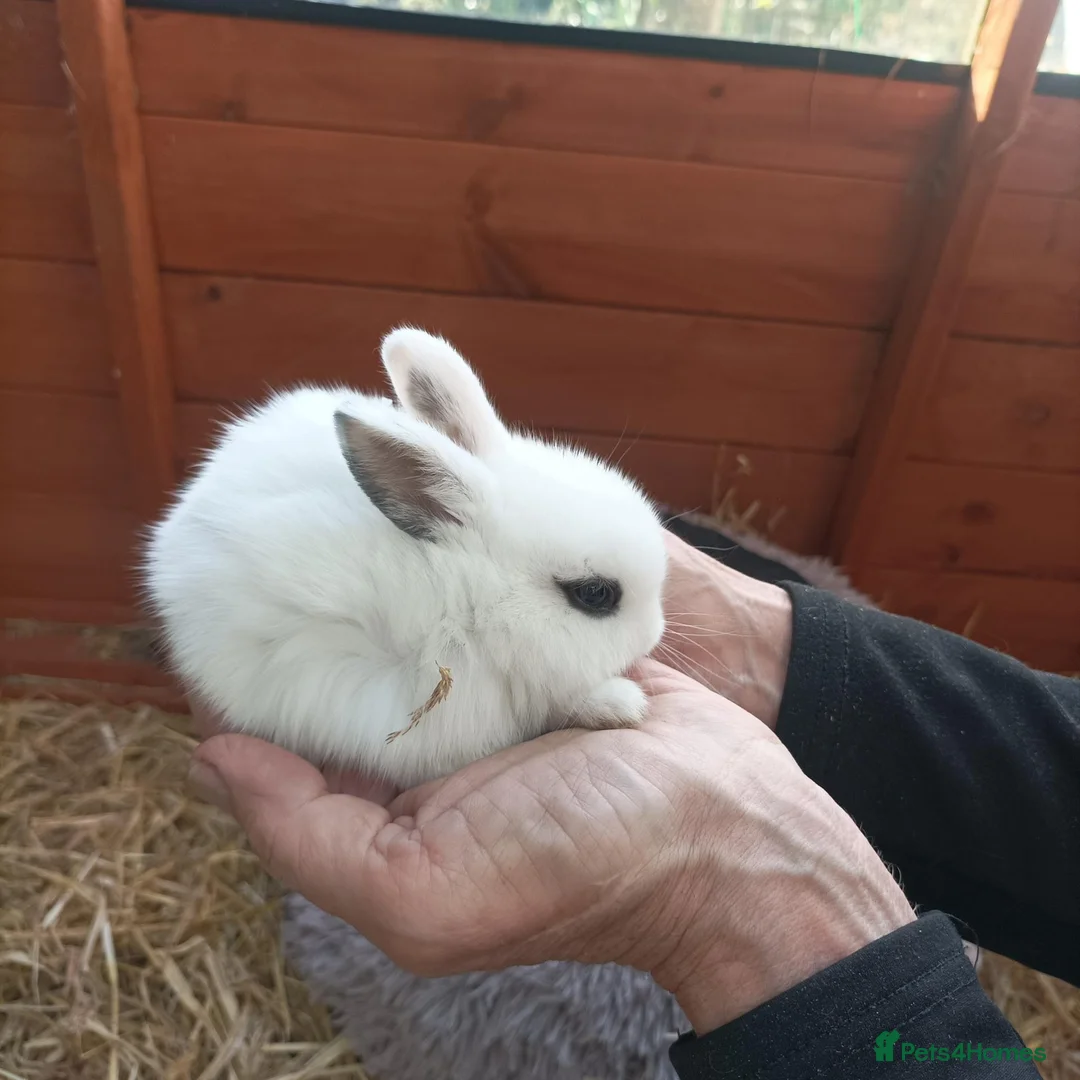 Mixed Breed rabbits for sale: 8  beautiful baby rabbits for sale in Blackburn - Advert 2