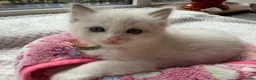 Ragdoll cats for sale: 6 Beautiful boy purebred ragdolls  - Advert 2