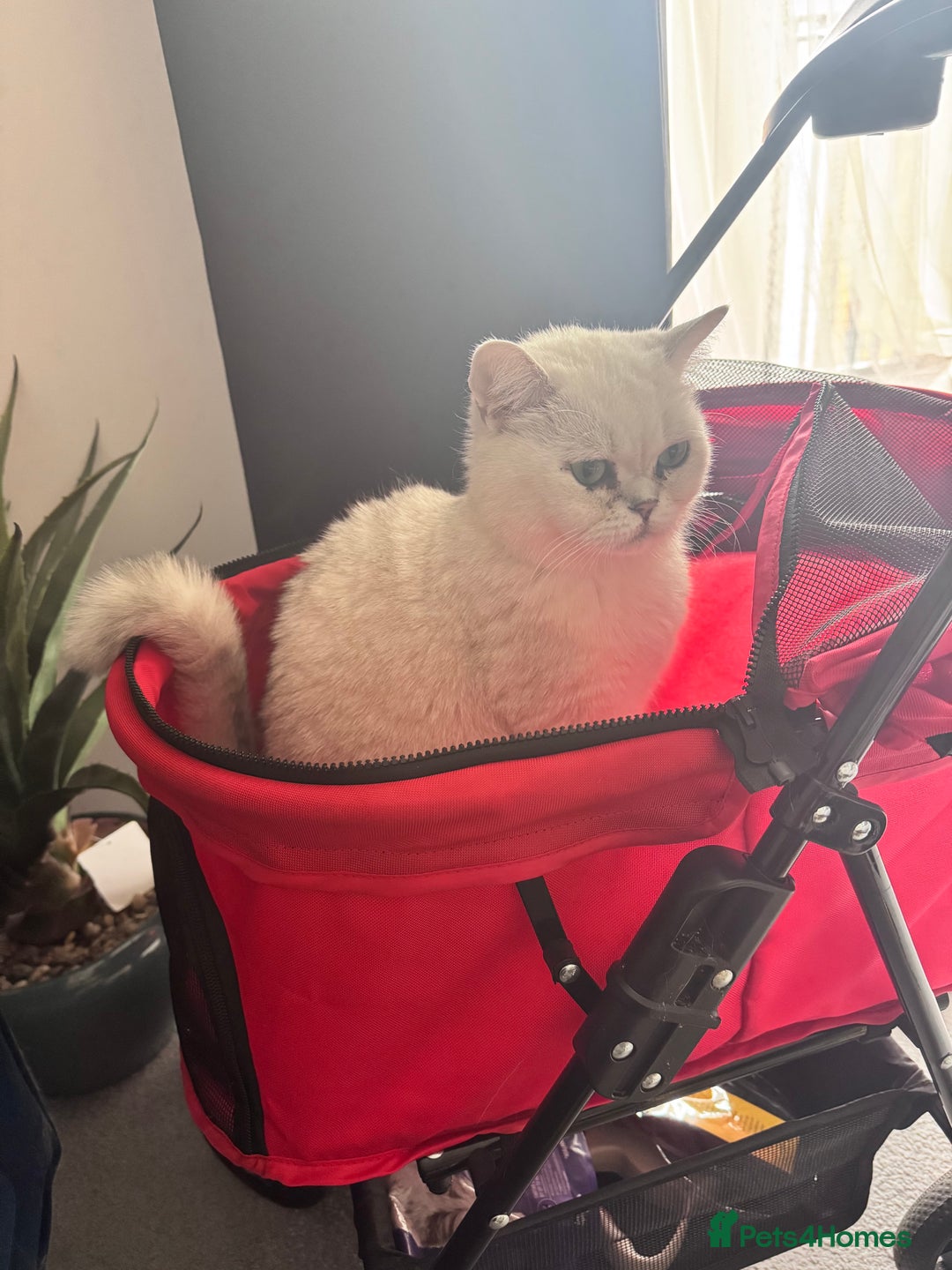 British Shorthair cats for sale: Silverback British Shorthair - Prince - Image 5