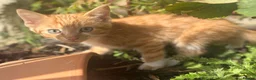 European cats for sale: Beautiful colourful kittens - Advert 13
