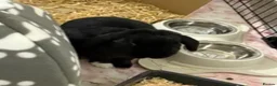 Mixed Breed rabbits for sale: Pair of friendly rabbits  - Advert 5