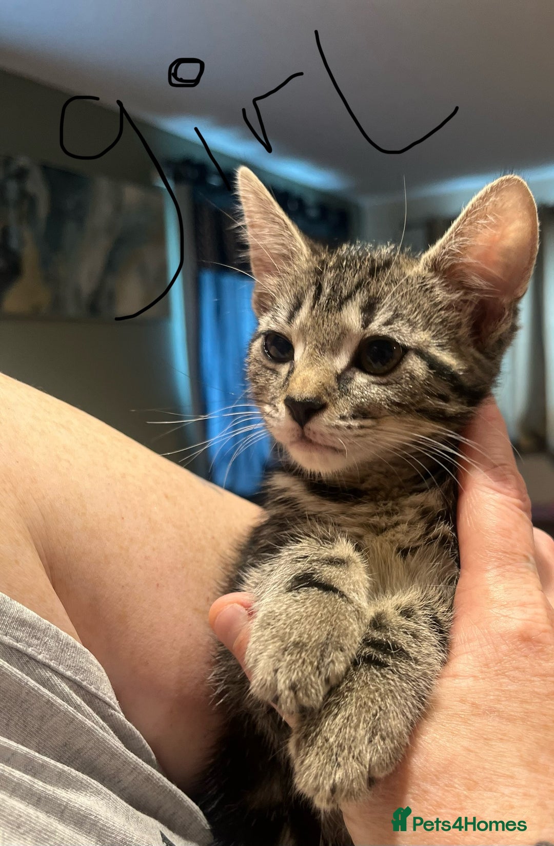 Bengal cats for sale: Kitten ❤️ - Image 1