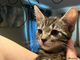 Bengal cats - Advert 29