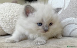 Ragdoll cats for sale: Blue Point Ragdoll Kittens! - Image 5