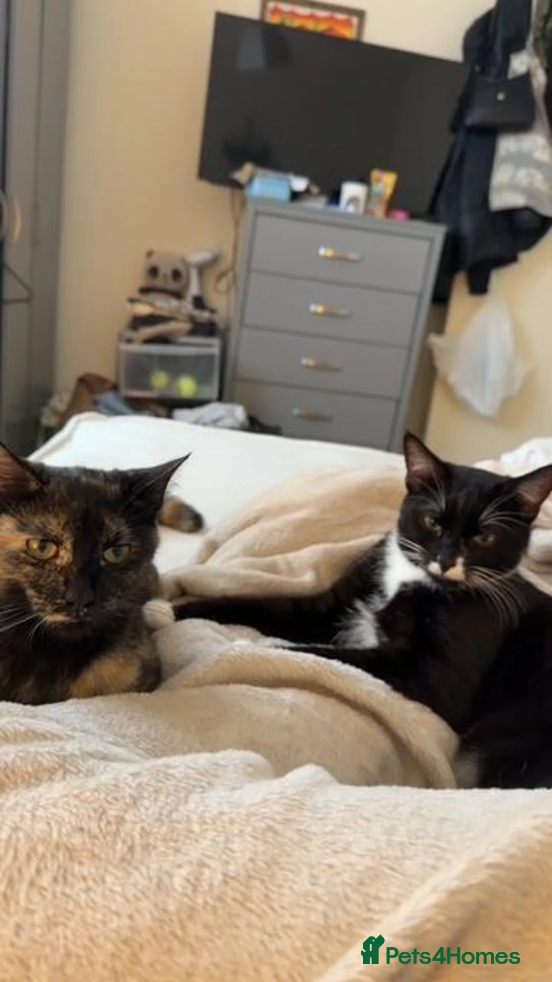 Mixed Breed cats for adoption: Sweet Kitten Pair - Your Yin & Yang - Advert 6