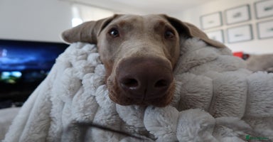 Dobermann dogs - Advert 6