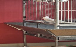 Cockatiels birds for sale: Caspar the cockatiel - Advert 2