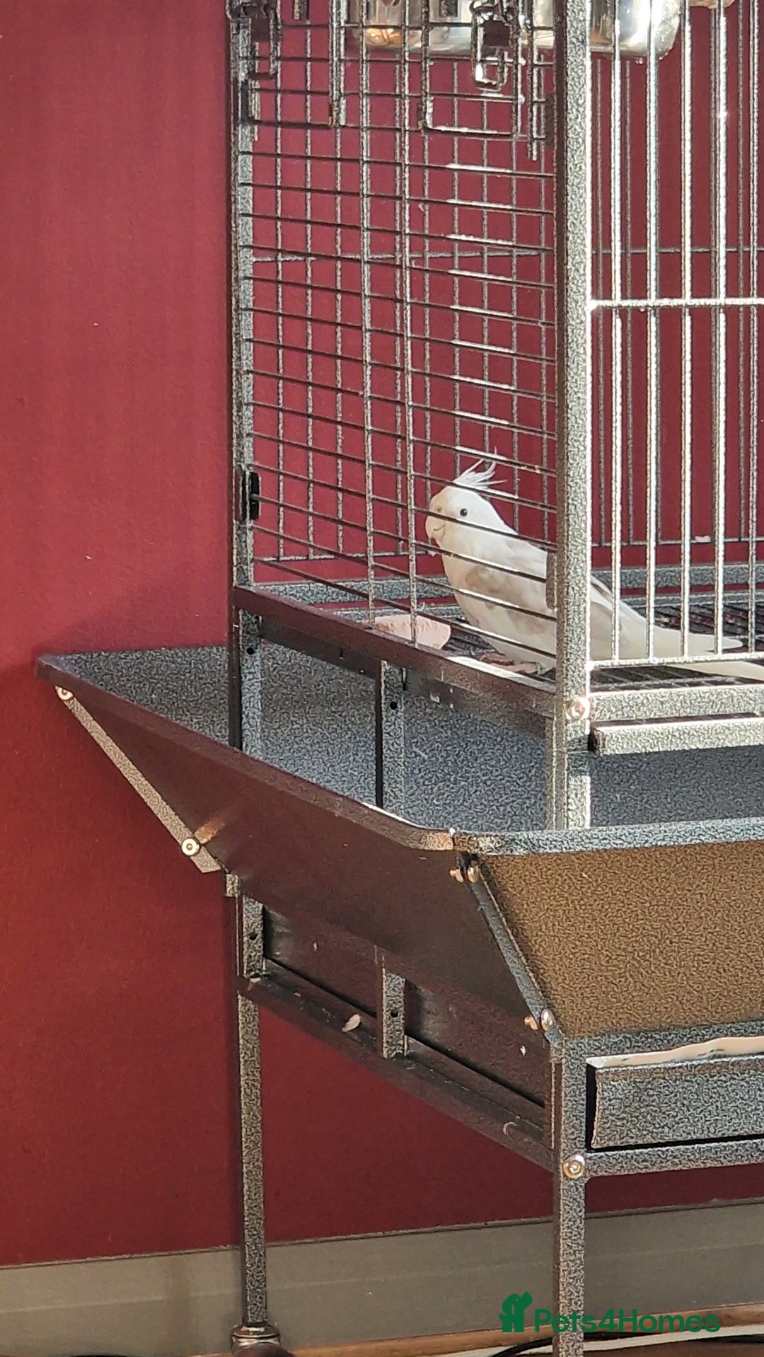 Cockatiels birds for sale: Caspar the cockatiel - Advert 2